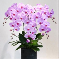 Hoa Lan Hồ Điệp